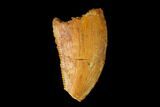 Bargain, Raptor Tooth - Real Dinosaur Tooth #149077-1